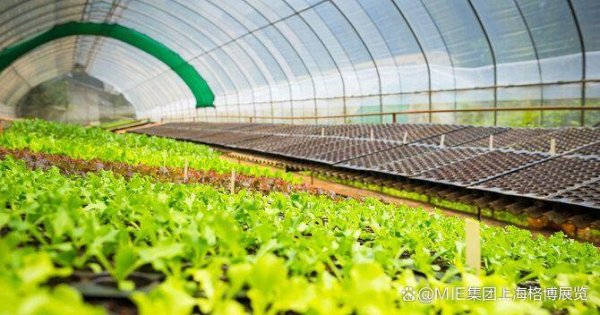 股市配资app官网 水培技术引领沙漠绿洲革命，255万美元融资注入沙特农业